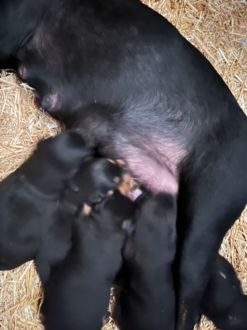 Rottweiler cane corso