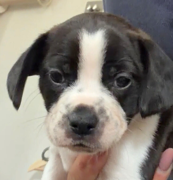 Boston terrier x cocker spaniel puppies