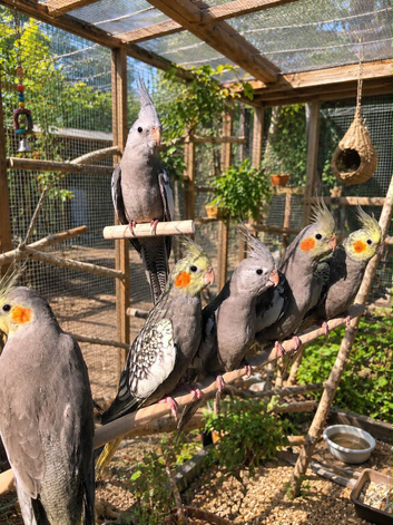 cockatiel males/females