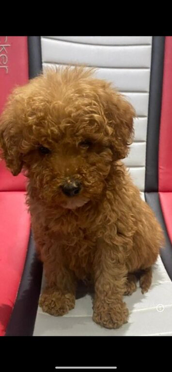 Kc Reg Red Miniature Poodles Available Now