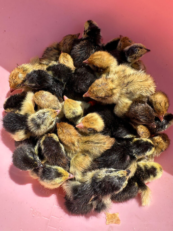 PANSY & Black & White quail chicks (require heat)