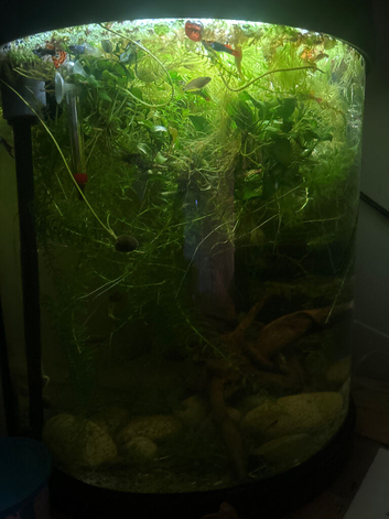 Plant filled tropical tank with around 30 fish
