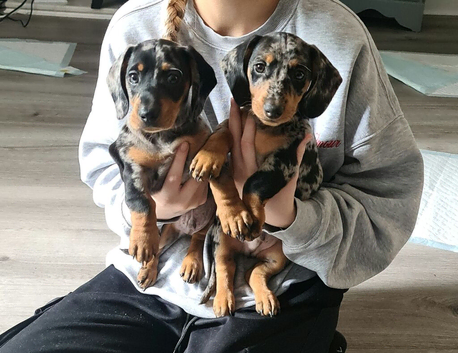 Dachshund male