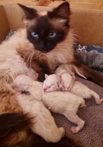 Ragdoll Kittens