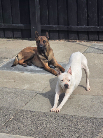 Belgian mallionas x staffy pups