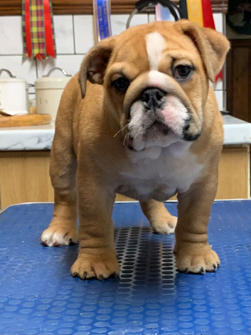Bulldog puppies for sale
