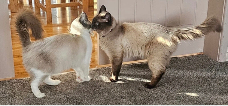 pure ragdoll pair for sale