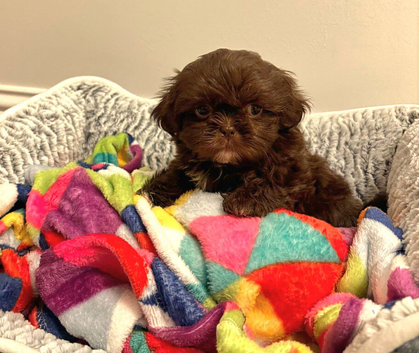 Imperial Chocolate Shih tzu girls