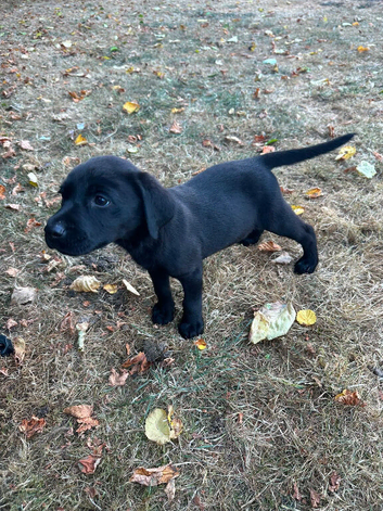 Labrador