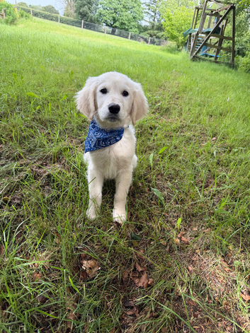 KC registered golden retreiver boy