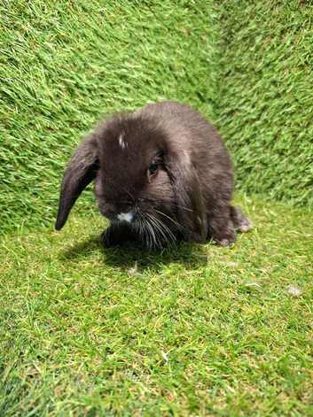 MINI LOP BOYS