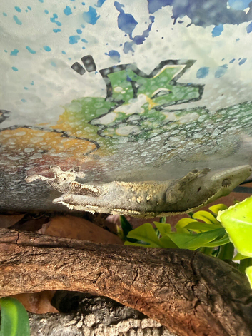 Crested gecko roughly 1 year old (tailless)