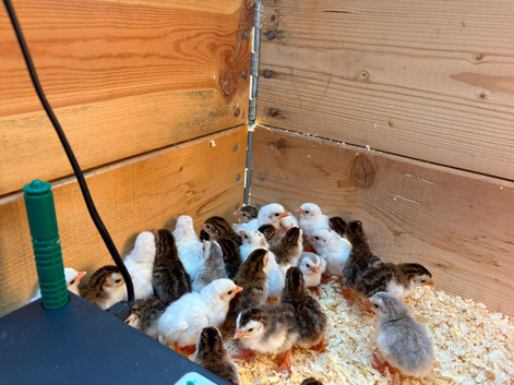 Guinea fowl keets