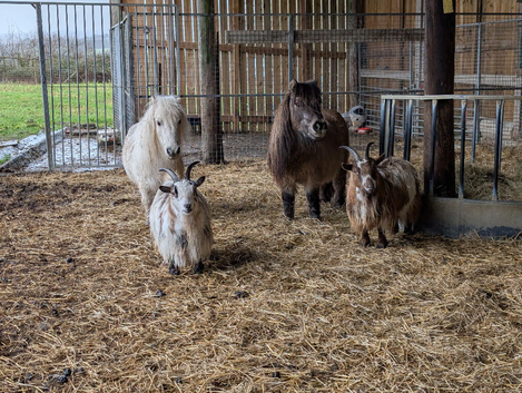 2 female pedigree pigmy goats