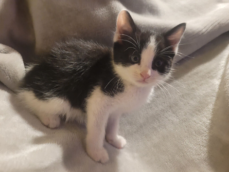 Mix fur kittens