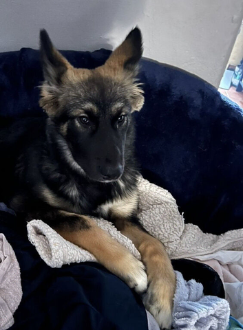 Two siblings in need of a home MUST STAY TOGETHER
