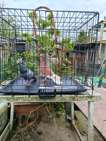 Pigeons for sale