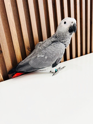 Beautiful baby African grey