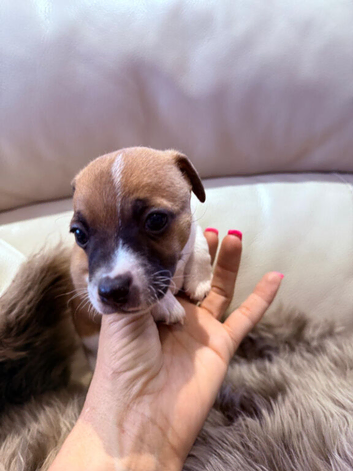 Minature Jack Russell puppies