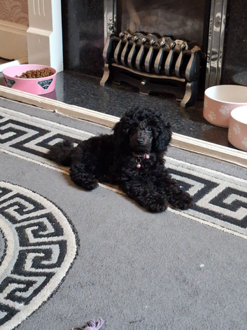 Little Cinders