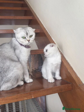 Gorgeous Scottish Fold Kittens