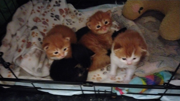mix breed Kittens for sale