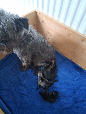 Miniature schnauzer puppies for sale.