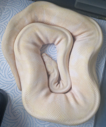 Breeder girls available
