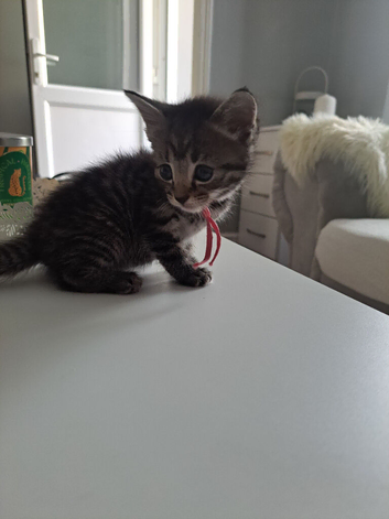 Kittens