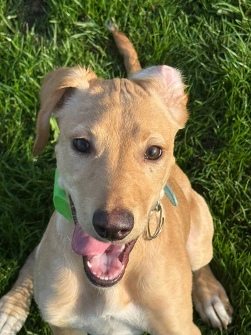 Lab x saluki