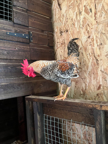 Trio old English game bantams