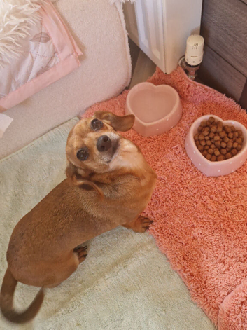 Chiweenie red girl for rehoming