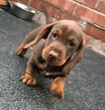 2 gorgous sausage puppies