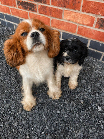 Cavapoo