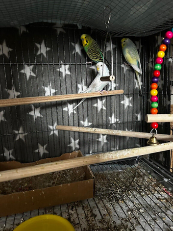 3 budgies