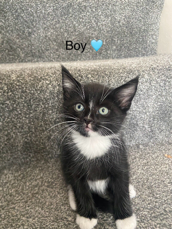 Kittens