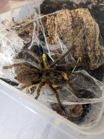 Orange baboon tarantula