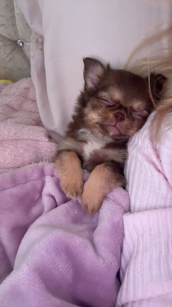 Long haired chihuahua teacup girl puppy