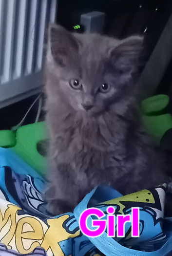 Norwegian Forest Cat x Russian Blue Kittens