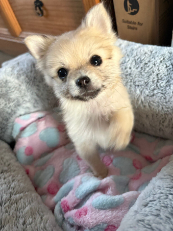 Pomeranian puppies