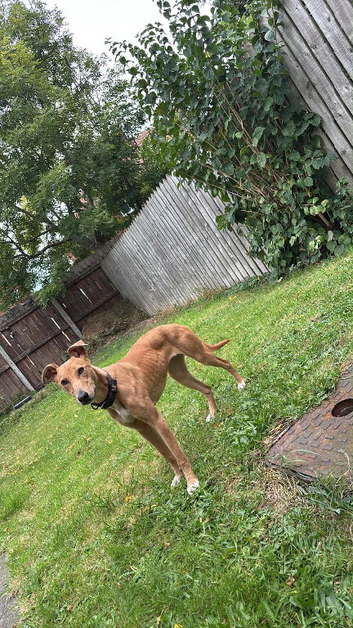 Whippet x greyhound