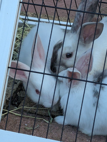 3 gorgeous babies