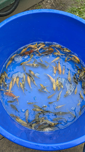 Koi carp