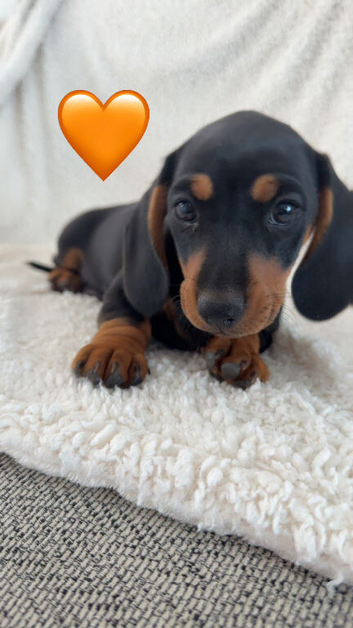 8 beautiful puppies ready now!