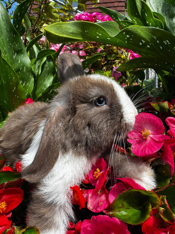 Beautiful girls 11wks Holland/ mini lop