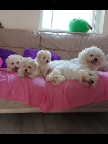 2 Bichon Frise puppies