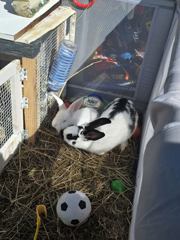 Rabbit for sale
