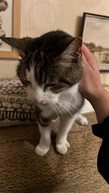 Stripes (Need A Forever Home)