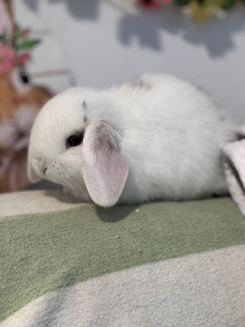 Selection of vaccinated mini lop babies