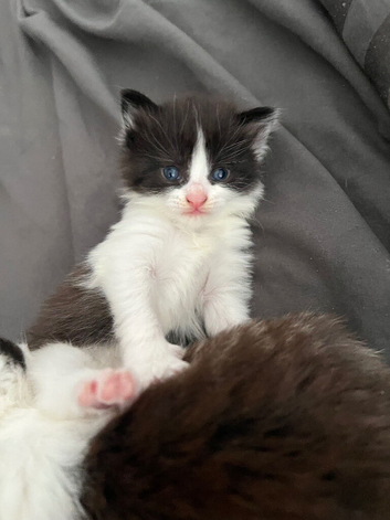 4 kittens